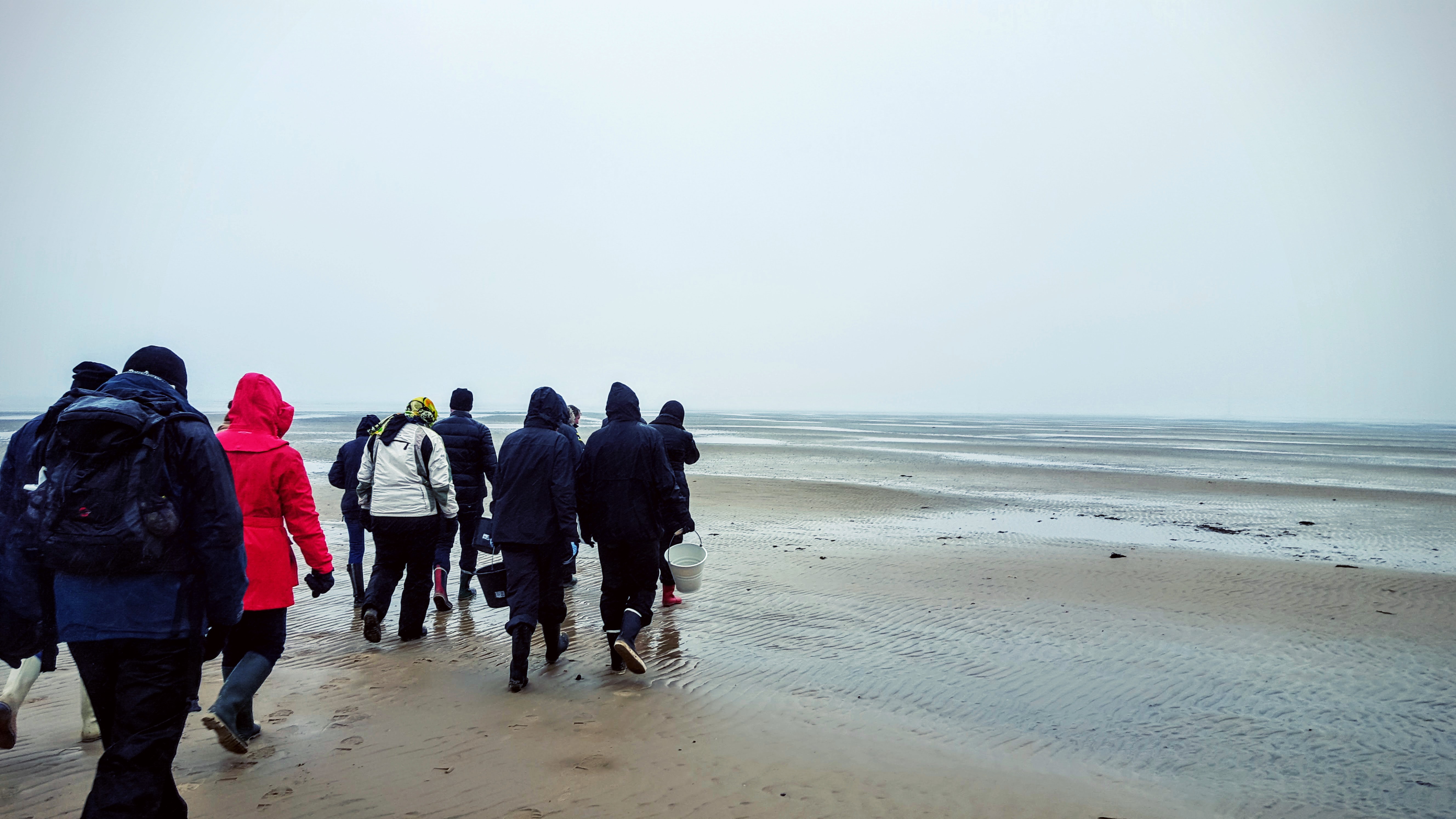 Fanø østers - Vadehavet Fanø østers - Vadehavet