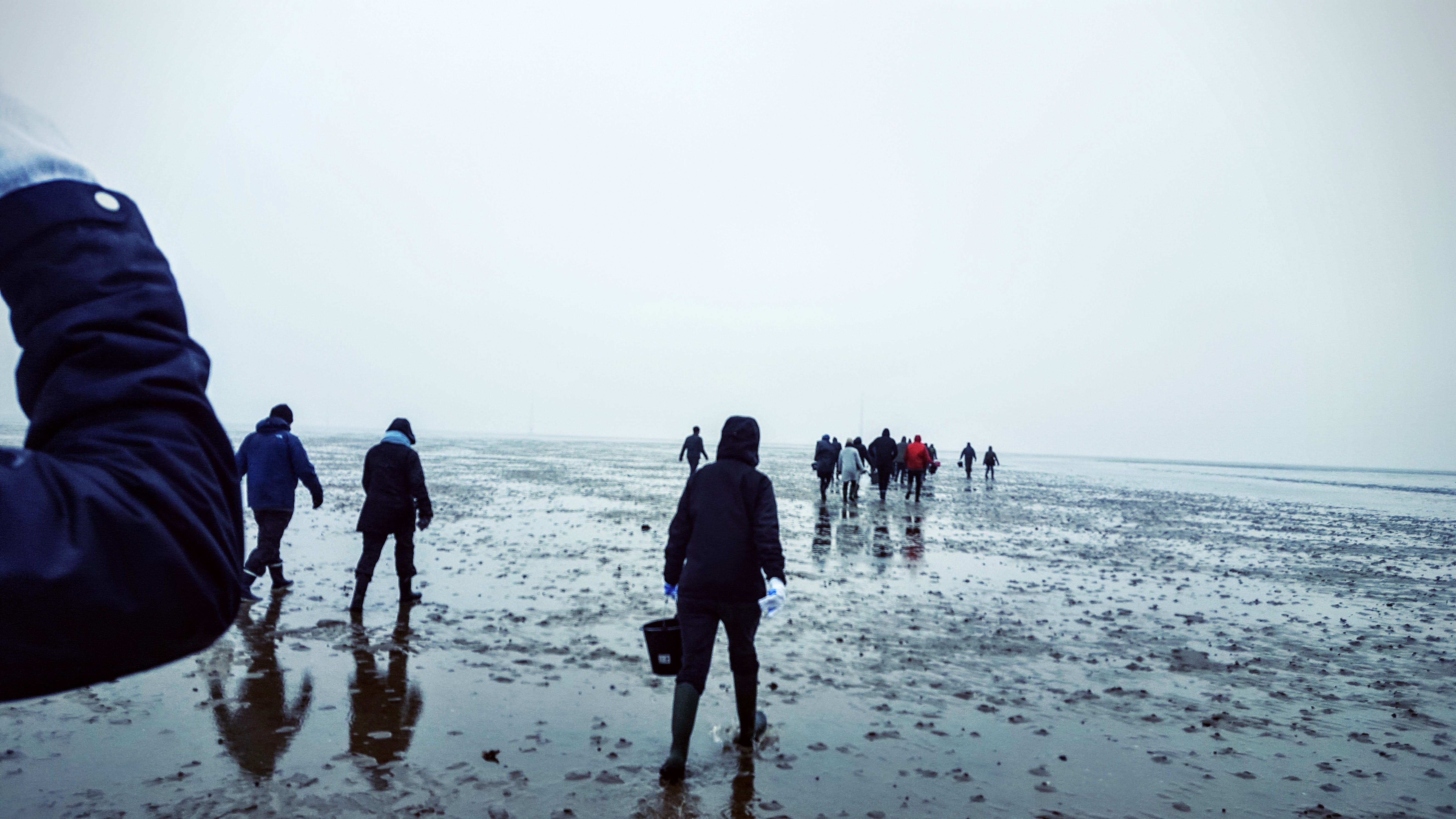 Fanø østers - Vadehavet Fanø østers - Vadehavet