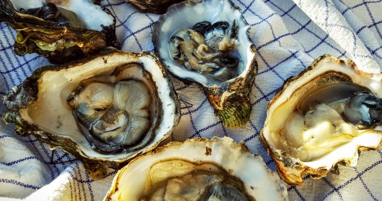 På jagt efter Fanø østers