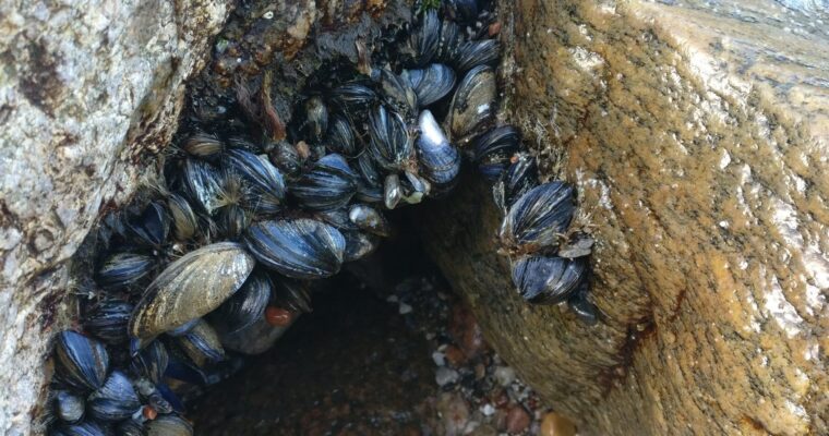 Samle blåmuslinger ved Aarhus bugt